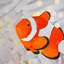 Poisson clown