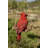 Hanging Cardinal on a Branch