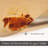 Jimenna Vinyl Rectangle Placemat-2076217614