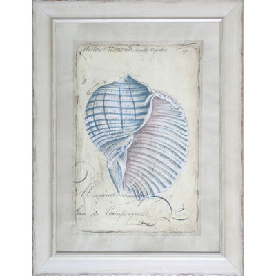 Shell Ephemera III Print by Zarris