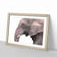 Portrait of an Elephant - Framed Print-56758689-56758694