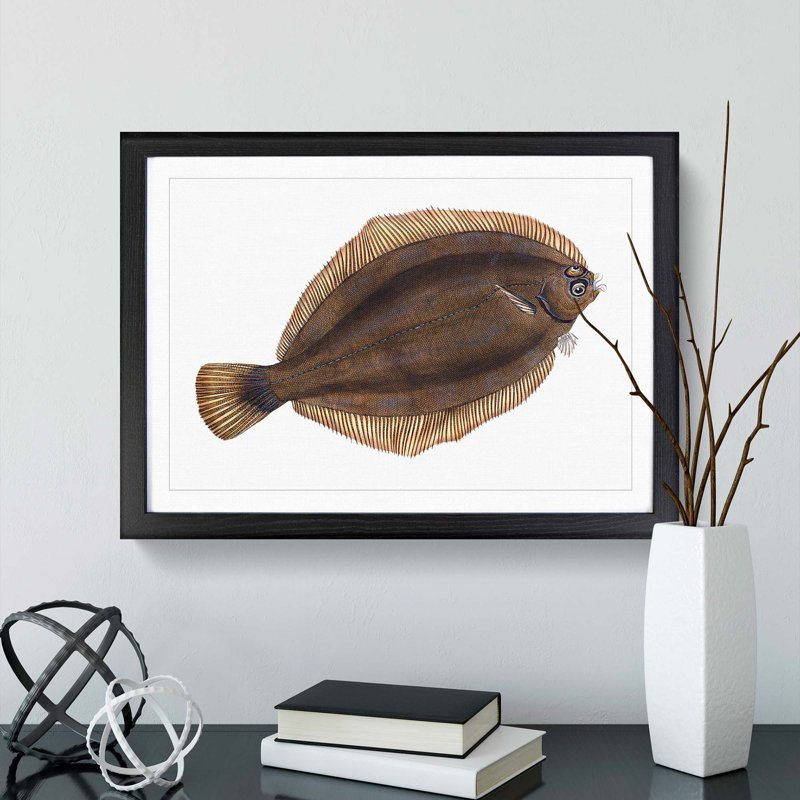 Turbot Fish by Edward Donovan - Framed Print, 48cm H x 65cm W x 2cm D, Black Framed