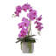 Real Touch Succulent Beauty Orchid and Succulent Floral Arrangement in Pot