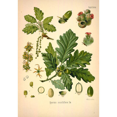 Botanical 89