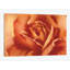 " Full In Bloom I " by Yvonne Poelstra-Holzhaus-29483204-73551083-73560878