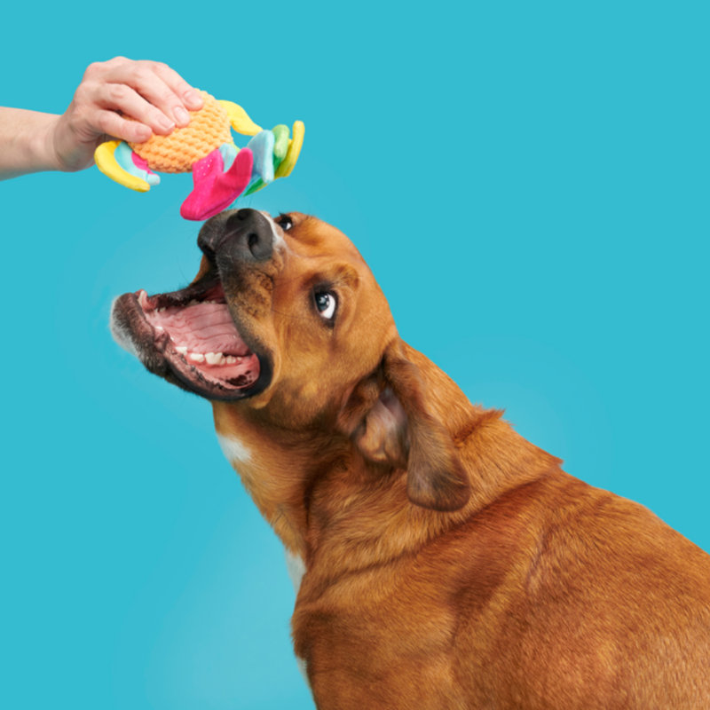 Best Of Bark Box Accessories