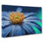 Anemone Flower in Blue - Wrapped Canvas Painting Pint-55367145