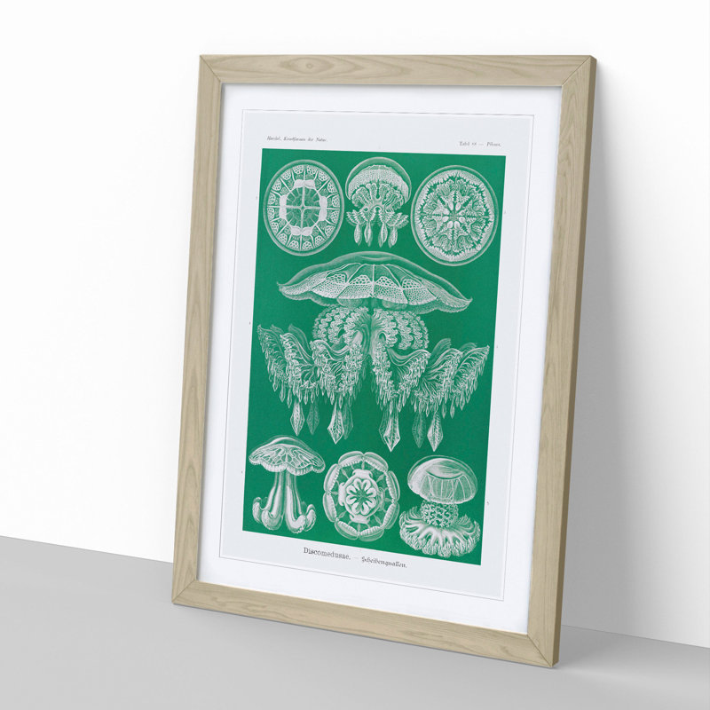 Discomedusae Jellyfish Vol.4 by Ernst Haeckel - Picture Frame Painting, 48cm H x 36cm W x 2cm D, Oak Framed