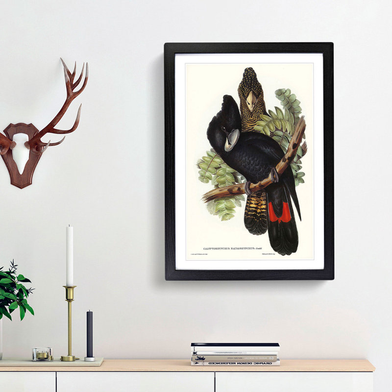 Great-Billed Black Cockatoos by Elizabeth Gould - Picture Frame Painting Print, 48cm H x 36cm W x 2cm D, Black Framed