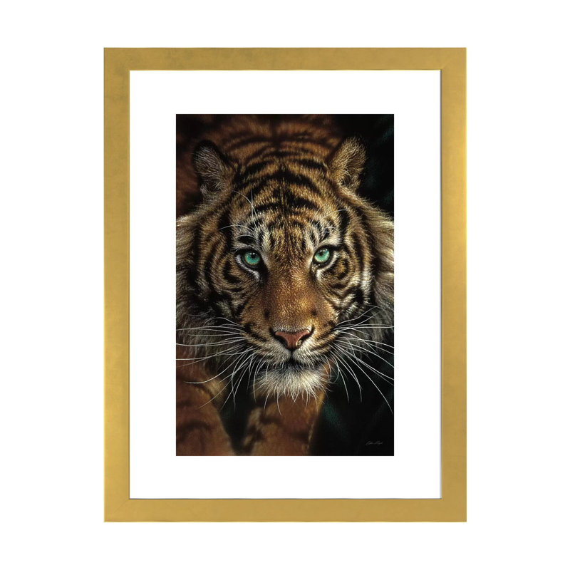 Œil du tigre par Collin Bogle Print, Papier encadré doré, H 32 po x l 24 po x P 1 po