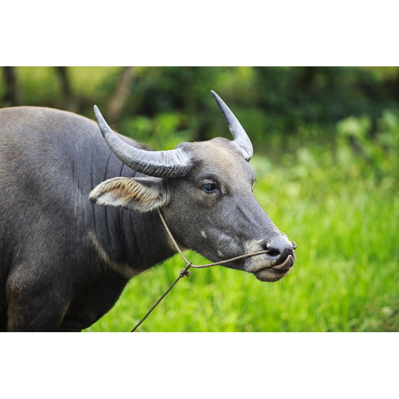Water Buffalo - Wrapped Canvas Print, 20cm H x 30cm W x 3.8cm D