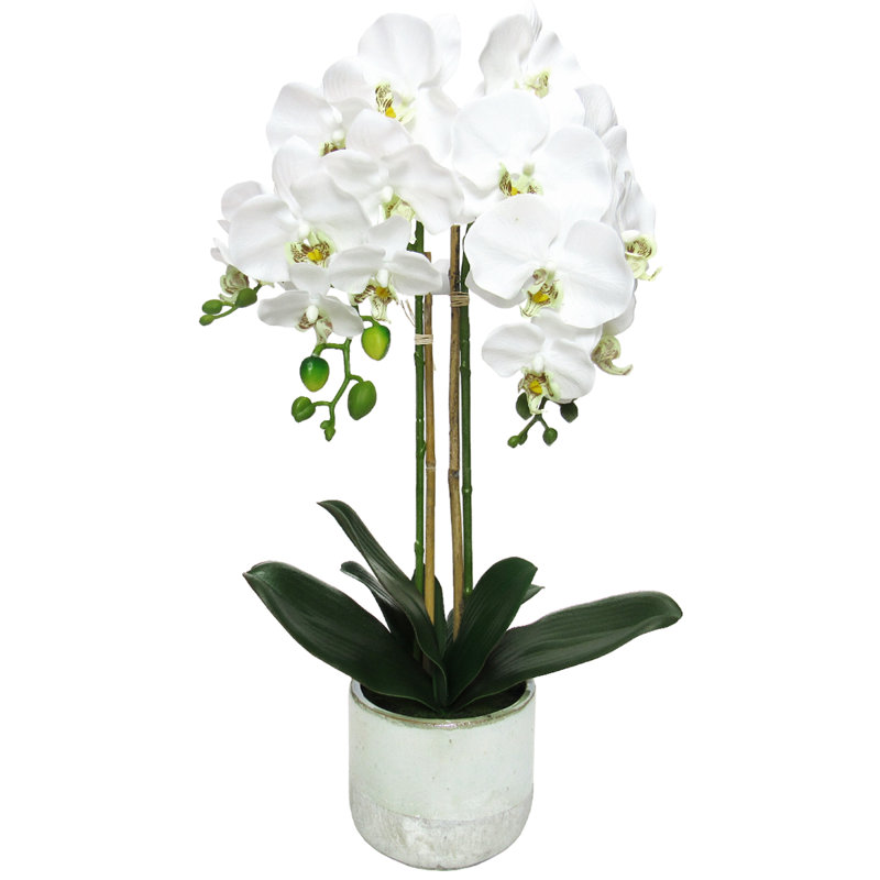 Centres de table orchidées phalaenopsis en pot