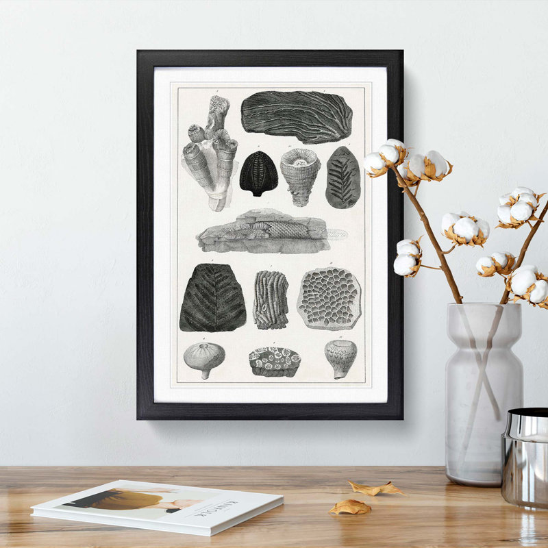 Collection of Fossils by Oliver Goldsmith - Picture Frame Drawing Print on MDF, 48cm H x 36cm W x 2cm D, Black Framed