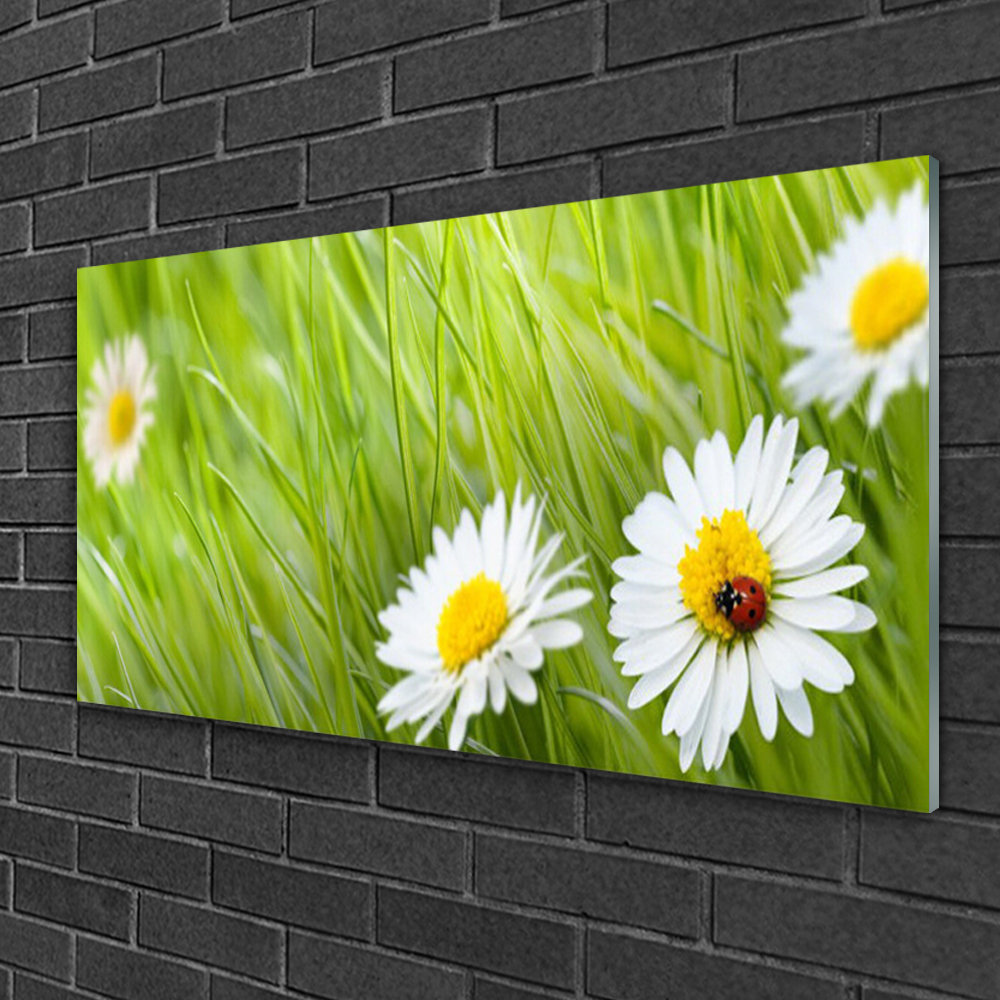 Glasbild Grass Daisies Nature