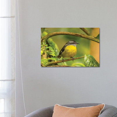 Costa Rica, Monte Verde Cloud Forest Reserve. Bananaquit Bird Close-up. 1 Piece Wrapped Canvas Wall Art