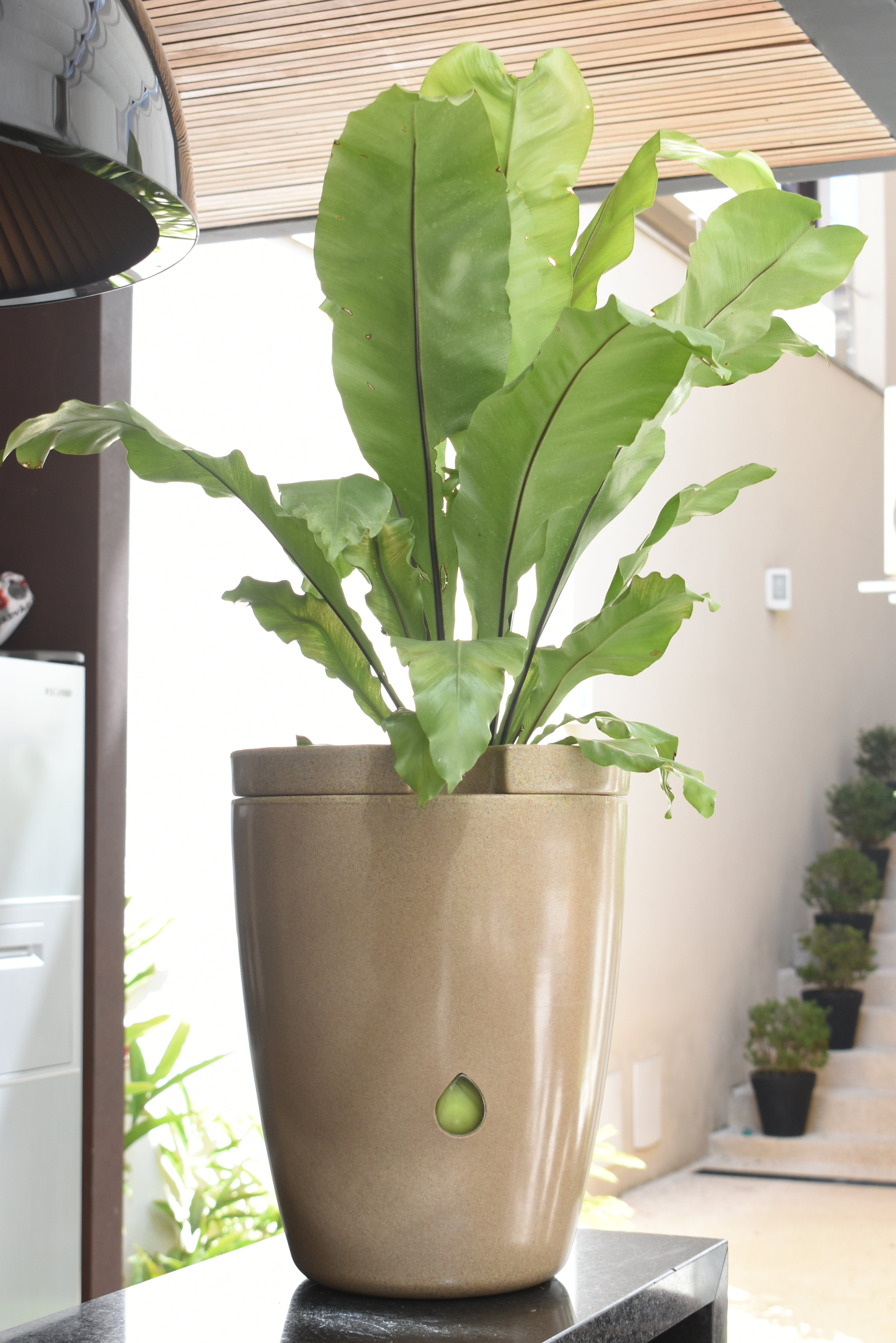 Latitude Run® Vutyo Pot Planter