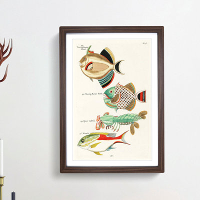 East Indies Fish & Lobster Illustrations Fol. 38 by Louis Renard - Picture Frame Painting Print