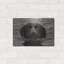 «Dog Shark» par John Silver-1079501784
