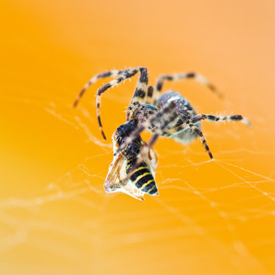 Megaira Araneus Spider - Wrapped Canvas Print