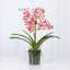 Orchid Arrangement In Glass Vase-1795696237