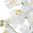 Laris Orchid Drop-In
