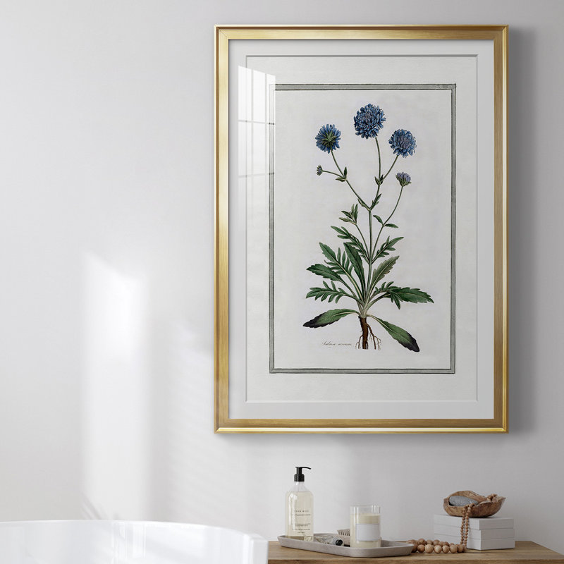 «Soft Botanical II», reproduction encadrée de qualité supérieure - prête à être accrochée, Cadre doré