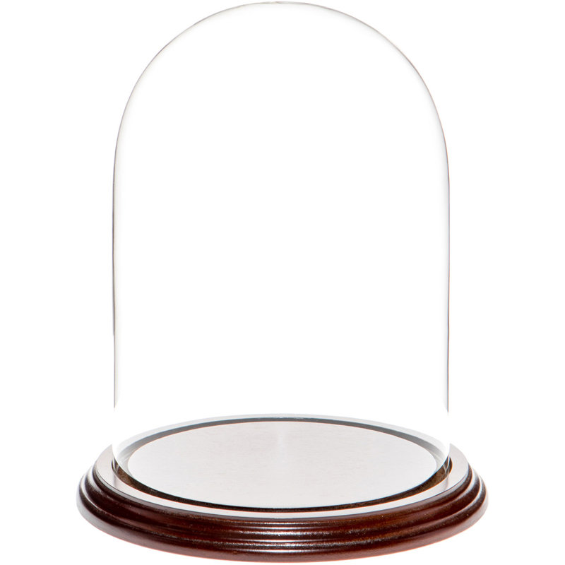 Vucciria 5.5" x 8" Glass Display Dome Cloche, Dark Mahogany Veneer Base