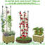 Tomato Planter With Trellis,Self-Watering Raised Garden Be...