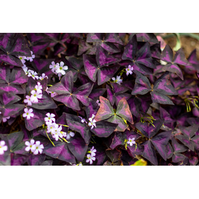 Flower Oxalis Triangularis by Aleksandr Pavlov - Wrapped Canvas Print