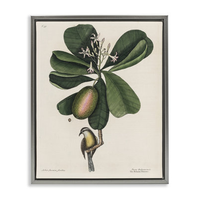 Cadre flottant Catesby Flora & Fauna, design par Print Collection