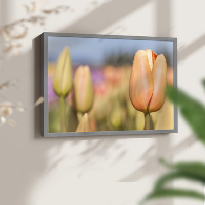 Opening to the Sun -Framed Print - Restickable