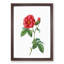 Blooming French Roses by Pierre-Joseph Redoute - Picture Frame Art Print-55545029-55545034