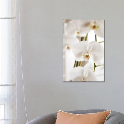 White Orchid Flowers by Savanah Plank - Wrapped Canvas Print