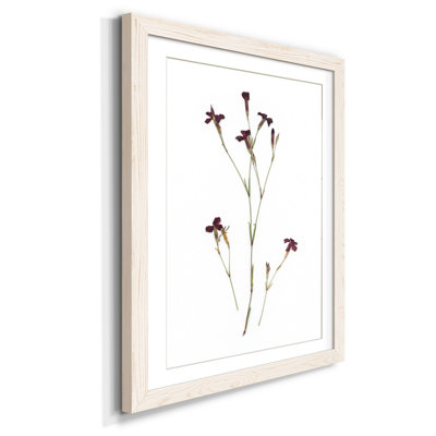 " Pressed Botanical II " Painting Print