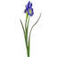 Dutch Iris 25 " 