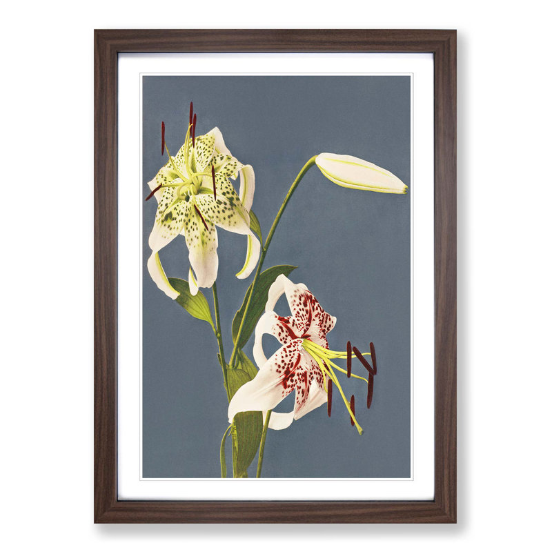 Lilies by Kazumasa Ogawa - Picture Frame Painting Print, 48cm H x 36cm W x 2cm D, Walnut Framed