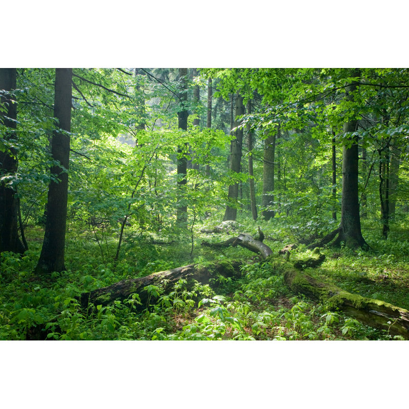 Old Natural Forest - Wrapped Canvas Print, 30cm H x 46cm W x 3.8cm D