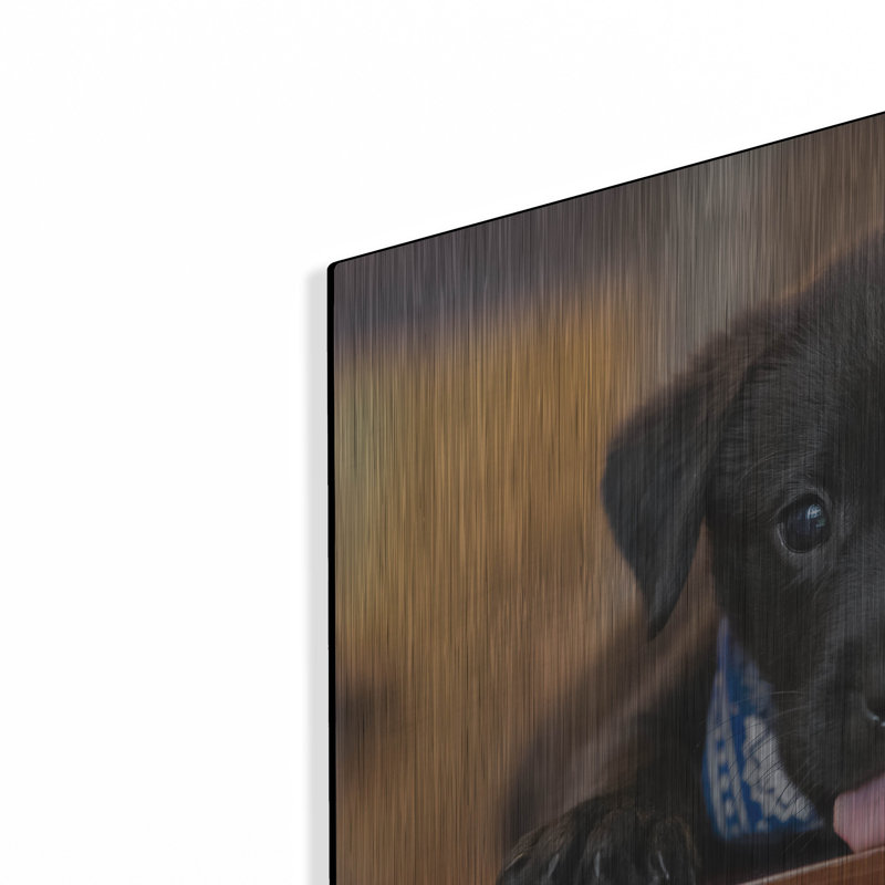 " Black Lab Pup 14 " by Jonathan Ross, 16" H x 24" W