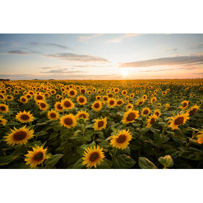 Laxmeena Sunflowers Field - Wrapped Canvas Print