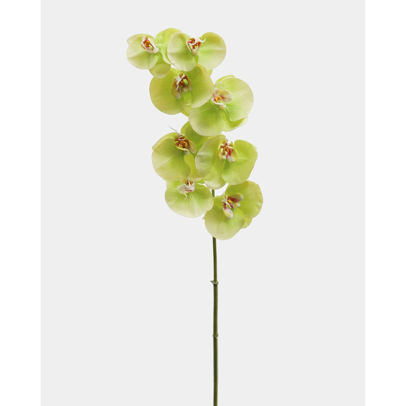 Green Phalaenopsis Orchid 33", Green, 33" H x 3" W
