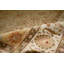 Wool Oriental Area Rug in Gold