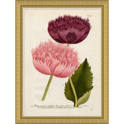 Flora In Pink " Flora In Pink 2 " by Soicher Marin Archives
