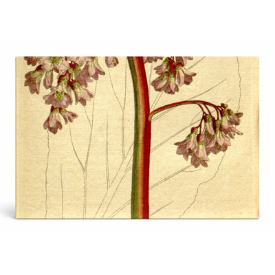 Curtis's Botanical Magazine, Plate 196 — Landscape Canvas Wall Art