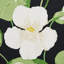 Nasturtium Fabric-62680677