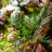 23.6'' Faux Fern Plant