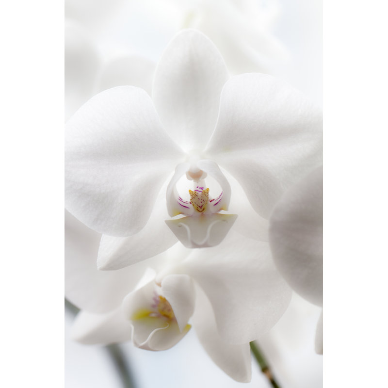 Orchidée blanche par Simarik, H 30 po x l 20 po