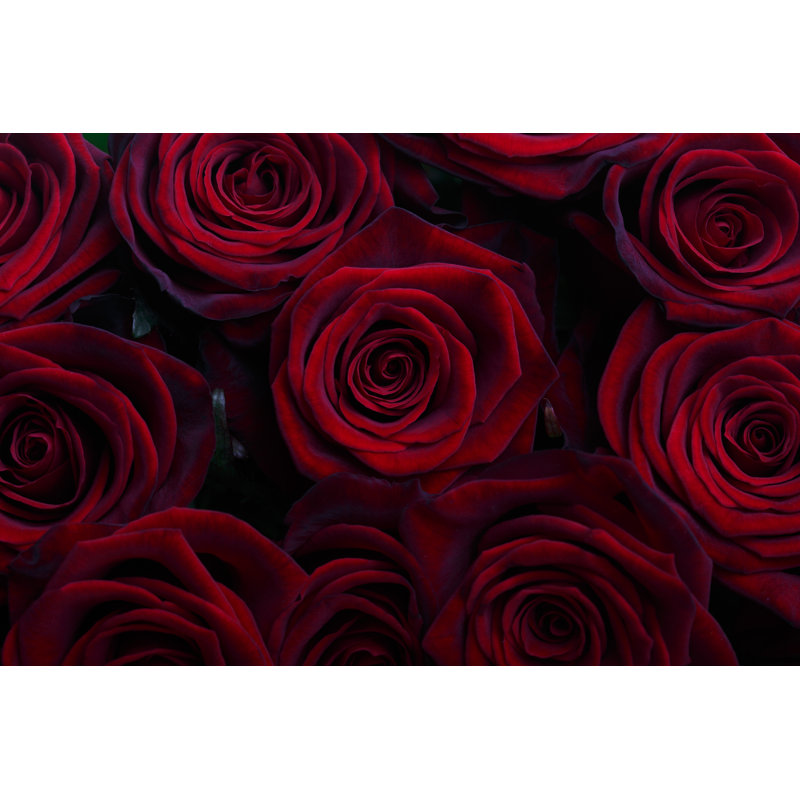 Red Roses by Ksenia_Pelevina - Wrapped Canvas Print, 61cm H x 91cm W