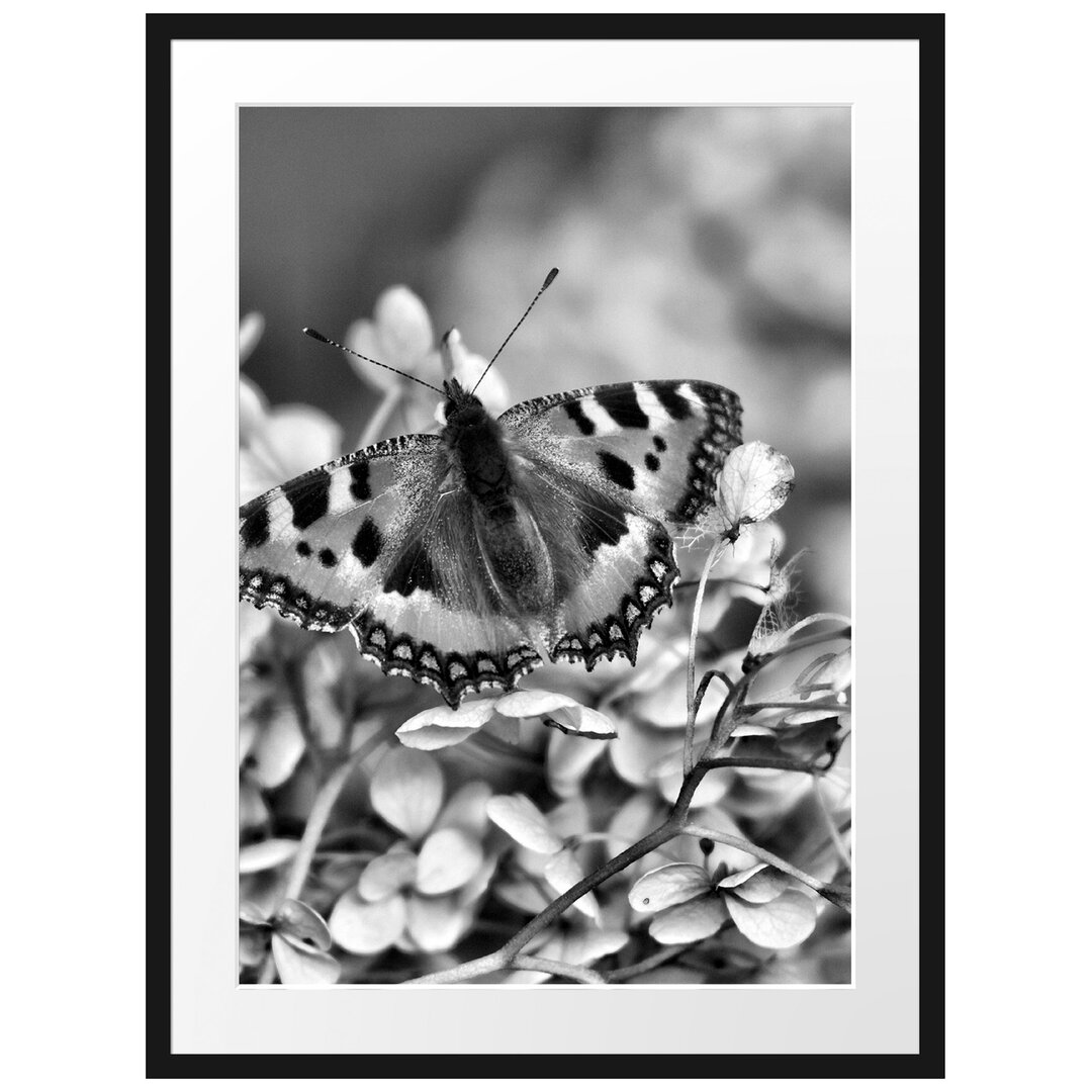 Gerahmtes Poster Schmetterling auf weißen Blüten