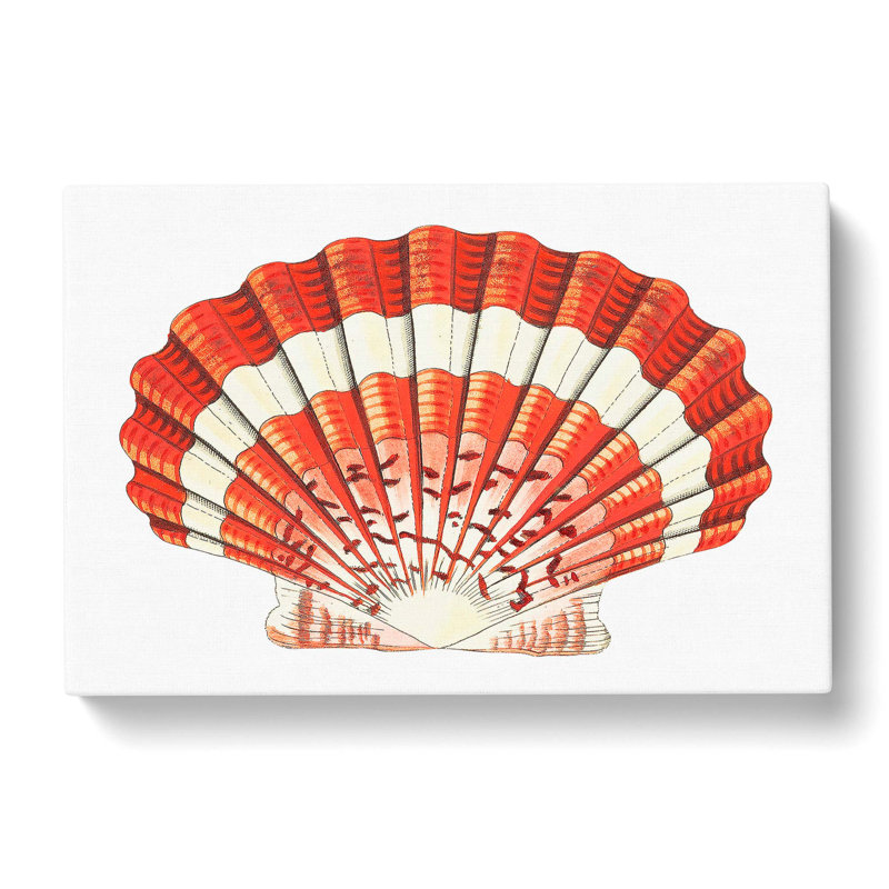 Scallop Shell by George Shaw - Wrapped Canvas, 40cm H x 60cm W x 3cm D