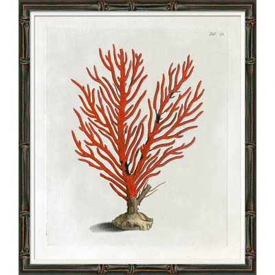 Red Coral Illustration VI Giclee Print by Soicher Marin Archives